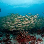 10-surmulets-photo-V.Truchet (1)
