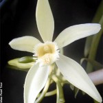 Vanilla flower