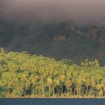 Coconut trees - Bora Bora