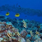 Scuba diving in Fakarava