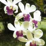 orchid