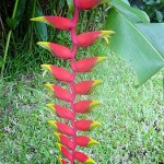 Heliconia