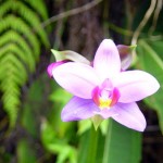 Purple Orchid Travel Agency Purple Orchid Travel Agency