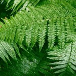 Ferns