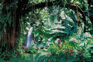 Vaipahi garden - © H.Leue