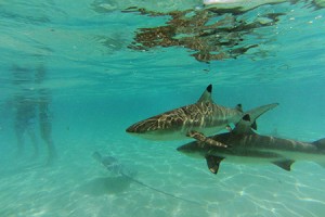 Rays and sharks encounter