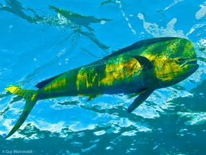 Mahi Mahi © Guy Marcovaldi