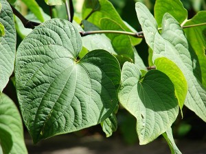 The Kava plant