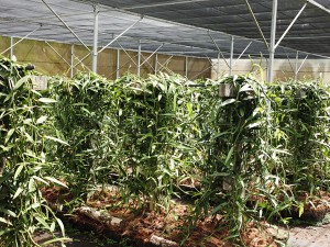 Vanilla plantation © G.LeBacon - Tahiti Tourisme