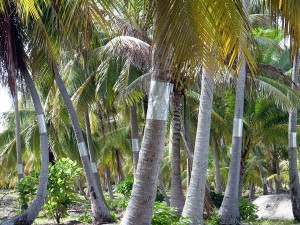Coconut grove