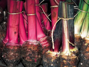 Festival du Taro