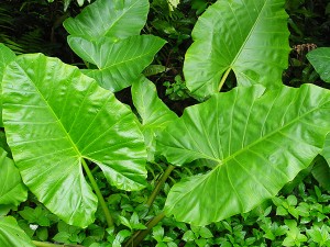 Taro leaves