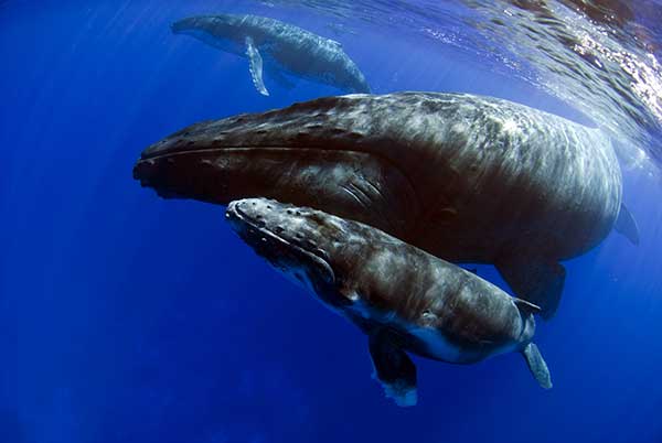 les baleines de polynesie