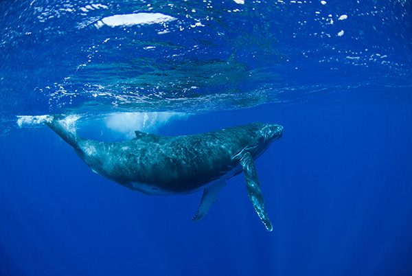 les baleines de polynesie