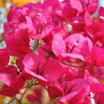 bougainvillee-tijardin.com