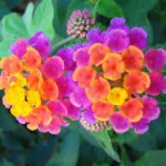 lantana-blog-tijardin.com