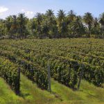 29_Rangiroa-Vineyard-LR