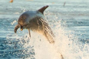 35_Wild-Dolphins-at-Tiputa-Pass-LR2
