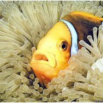 Clown fish