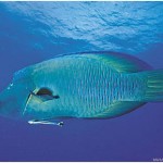 napoleon fish