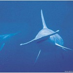 great hammerhead shark