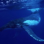 Humpback whales
