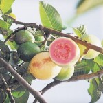 Guava