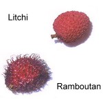 Lychee and ramboutan