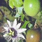 Passion fruit