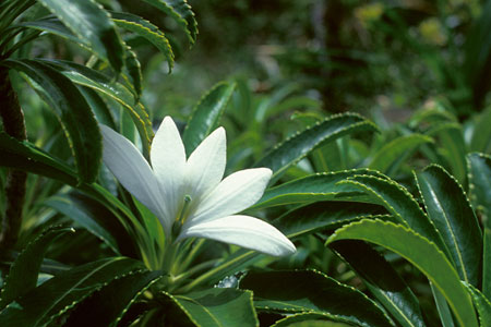 The elusive Tiare Apetahi flower - The Tahiti Traveler