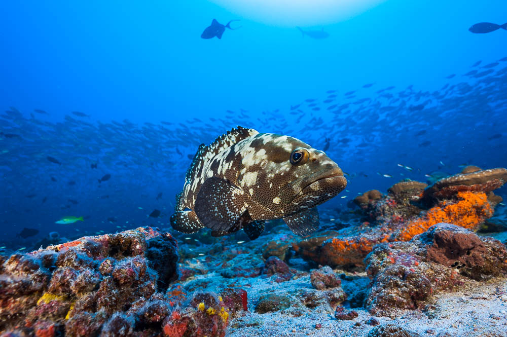 Camouflage Grouper The Mysterious Ballet Of Unique Reproduction The Tahiti Traveler Camouflage Grouper The Mysterious Ballet Of Unique Reproduction The Tahiti Traveler